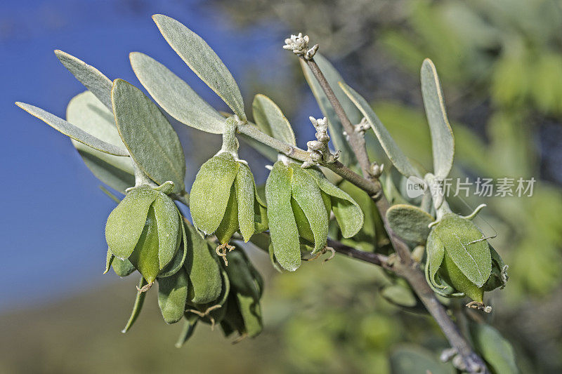 Jojoba, Simmondsia chinensis，约书亚树国家公园，加利福尼亚，莫哈韦沙漠。Simmondsiaceae。女性的植物。